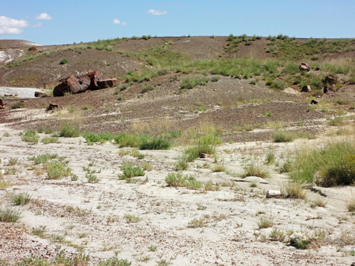 petrified logs at Crystal Forest